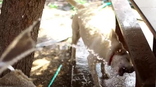 Zábavný pes Labrador hraje s vodou — Stock video