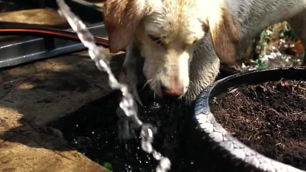 drôle chien Labrador joue avec l'eau 