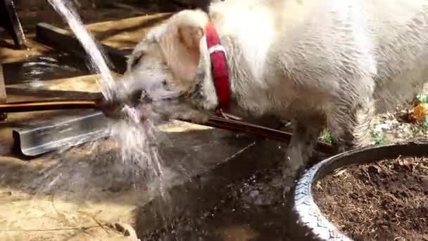 Zábavný pes Labrador hraje s vodou — Stock video