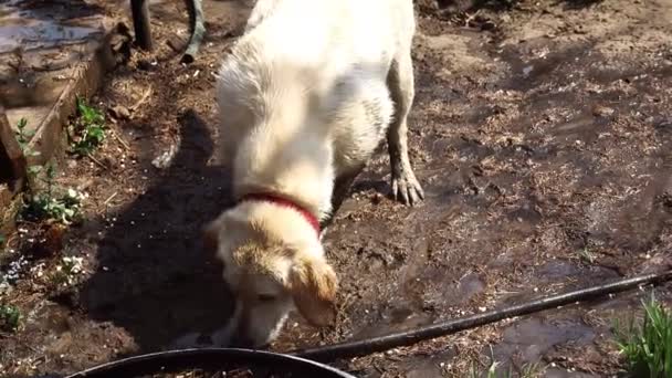 Lustiger Hundelabrador spielt mit Wasser — Stockvideo