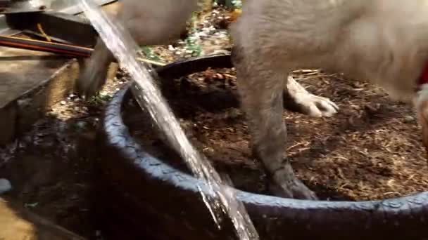 Lustiger Hundelabrador spielt mit Wasser — Stockvideo