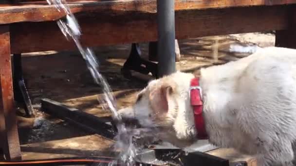 Cão engraçado Labrador brinca com água — Vídeo de Stock