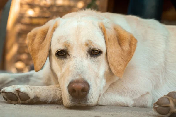 Cão engraçado Labrador na rua — Fotografia de Stock