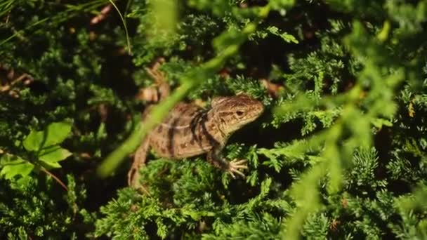 Lizard sits in green grass — Stock Video