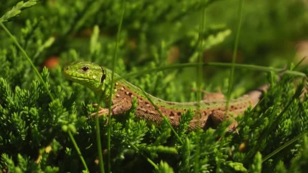 Ящерица сидит в зеленой траве — стоковое видео