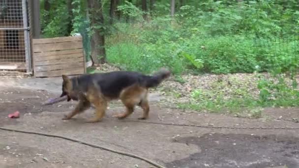 Perro juega con juguetes en el parque — Vídeo de stock