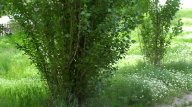 Bebek arabasındaki bebek genç bir anne yürür