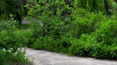 Bebek arabasındaki bebek genç bir anne yürür