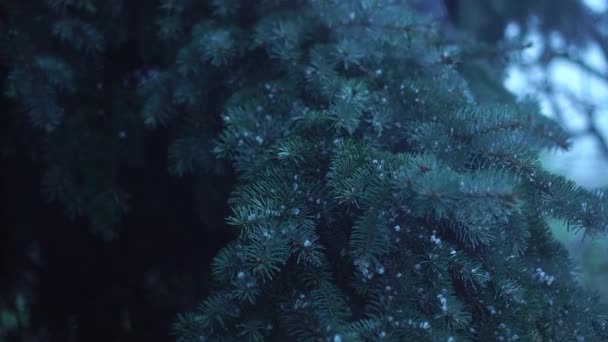 Cerca Lluvia Con Granizo Árbol — Vídeos de Stock