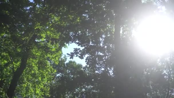 beauté nature épais vert feuillus forêt 