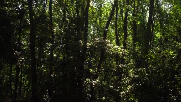 美丽自然厚厚的绿色落叶林 — 图库视频影像