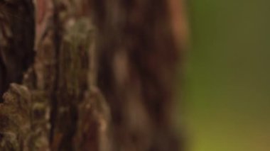 ormanda ağaç ağacının makro