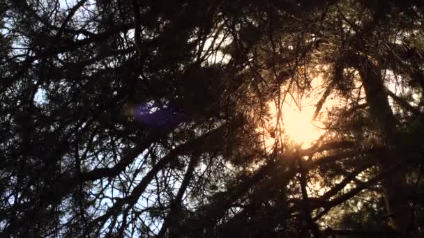 Ακτίνες Του Ήλιου Λάμπουν Μέσα Από Πεύκο Στο Δάσος — Αρχείο Βίντεο