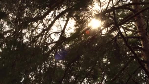 태양의 광선은 숲에서 소나무를 빛난다 — 비디오
