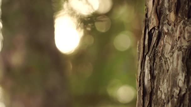 阳光透过森林中的松树闪耀 — 图库视频影像