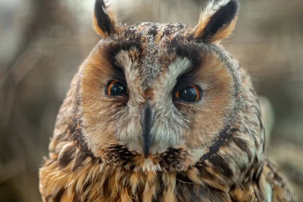 Close Portrait Beautiful Owl — Stock Photo, Image