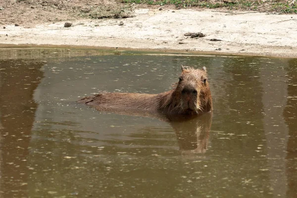 Capybara Nage Dans Lac Regarde Dans Caméra Image En Vente