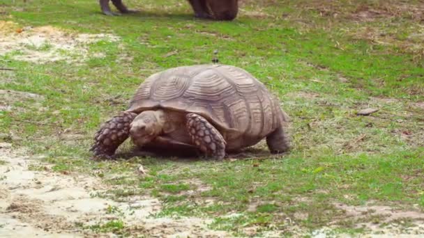 Grande Tartaruga Passeggiate Mangia Erba Filmato — Video Stock