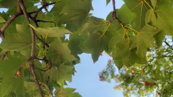 Πράσινα Φύλλα Ένα Κλαδί Δέντρου Ενάντια Στον Γυμνό Ουρανό — Αρχείο Βίντεο