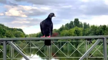 Güvercin nehrin ve ormanın arka planına karşı bir çitin üzerinde oturur.