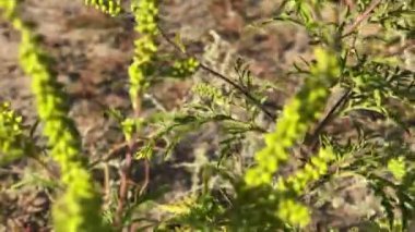 Açık havada güneş ışığı altında yakın çekim yeşil yaprak. Sıcak yaz gününde doğal arka plan
