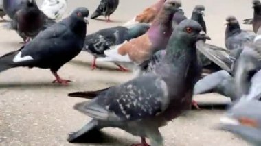 Bir grup güvercin asfaltta yürüyor.