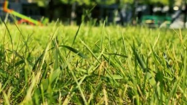 Güneşli bir yaz gününde çimlerin üzerini kapat.