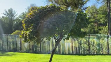 Güneşli yaz gününde yeşil yapraklı bir güzel ağaç.