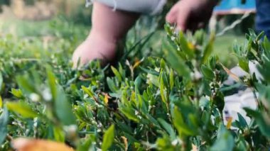 Sıcak yaz gününde çayırda yeşil bir çim biçen çocuğun elini kapatın.