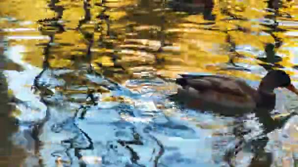Стадо Дорослих Качок Які Плавають Озері Теплий Осінній День — стокове відео