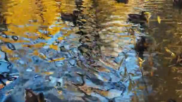 Manada Hermosos Patos Adultos Nadando Lago Ciudad Cálido Día Otoño — Vídeo de stock