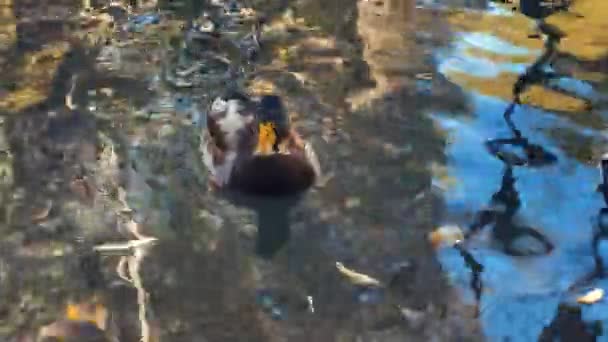 4K年秋天温暖的日子里 成群的成年鸭子在城市湖中游泳 — 图库视频影像