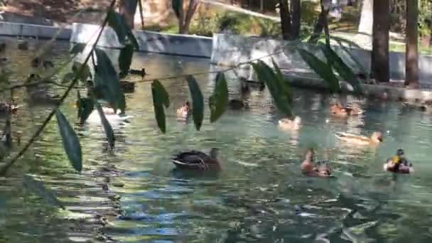 4千只成年鸭在温暖的秋天里在城市湖中游泳 — 图库视频影像