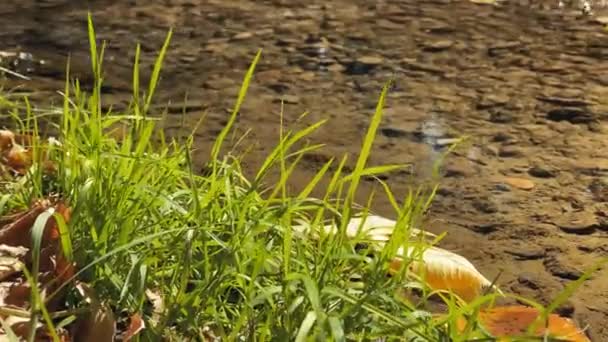Крупним Планом Красива Неглибока Річка Теплий Осінній День — стокове відео