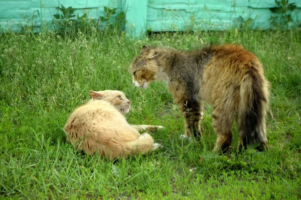 iki kedi sokakta kavga