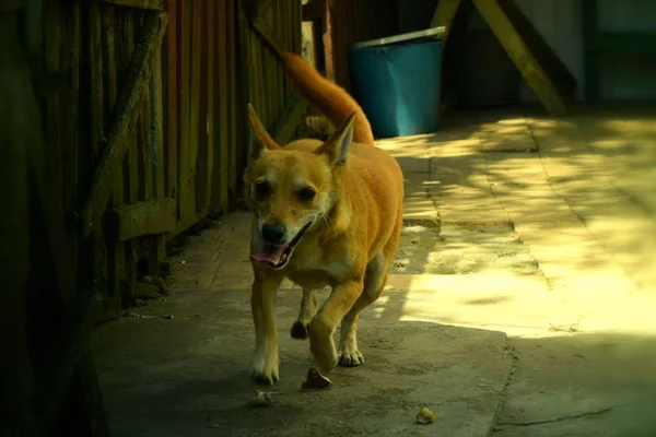 Bahçede Kırmızı Köpek Koşu — Stok fotoğraf