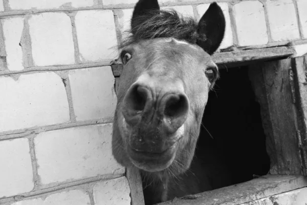 Bocal Cavalo Espreitando Pela Janela Dos Estábulos — Fotografia de Stock