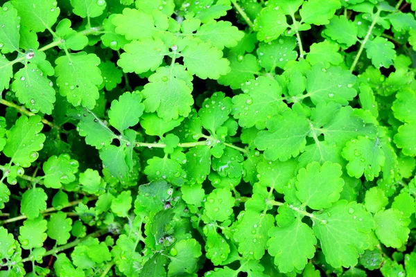 Su damlaları ile celandine yaprakları, üst görünümü