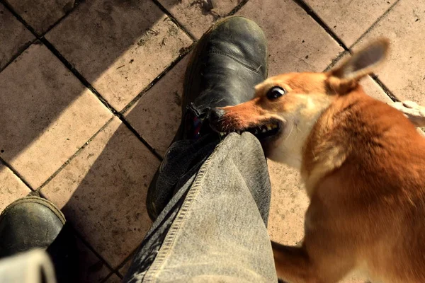 Den Rödhårig Hund Tog Tänderna Med Sina Byxor Stockfoto