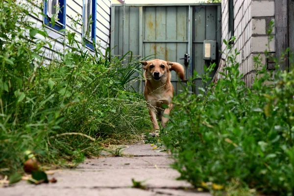 neşeli bir kırmızı köpek çim arasında yol boyunca çalışır
