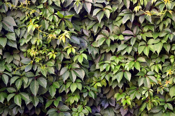 Wall Ivy Background — Stock Photo, Image