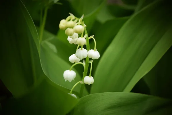Yaprakların ortasında vadinin çiçek zambağı