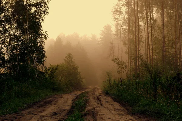 Straße Nebligen Sommerwald Stockbild