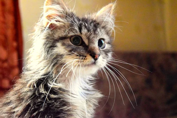 Gatito Ojos Salvajes Aspecto Desaliñado — Foto de Stock