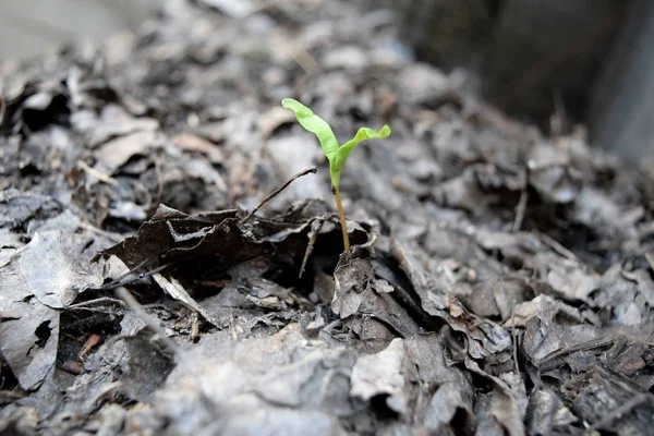 Çimlenme bitkisi, yeni bir hayatın doğuşu