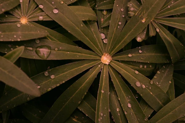 Drops of water after the rain on the leaves of lupine