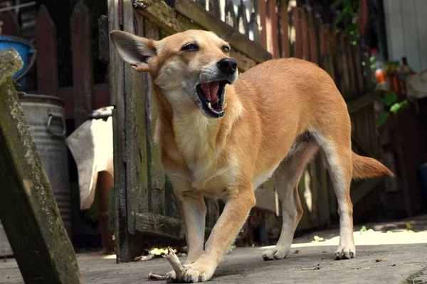 Kırmızı Köpek Arka Bahçede Bir Kemik Kemiriyor — Stok fotoğraf