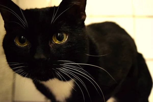 Gato Preto Com Olhar Bonito Olha Linha Reta Nos Olhos — Fotografia de Stock