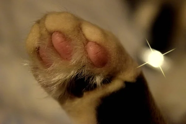 Kedi ayağı yakın çekim, kedi nin vücut parçası