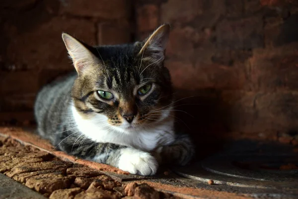 Ριγέ Γάτα Στηρίζεται Στη Σόμπα Και Θερμαίνεται — Φωτογραφία Αρχείου